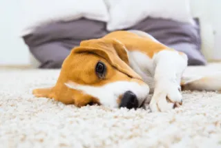 PET STAIN REMOVAL TIPS