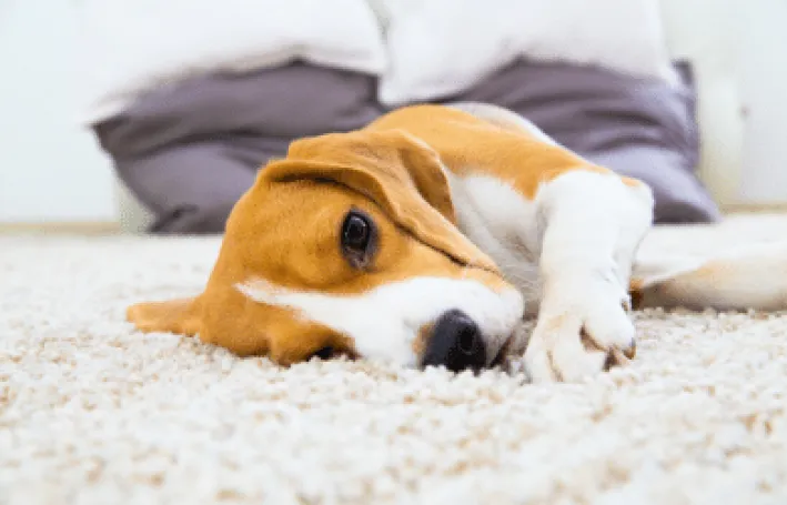 PET STAIN REMOVAL TIPS